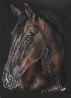 ZephyrCreations - Cheval noir pastel sec